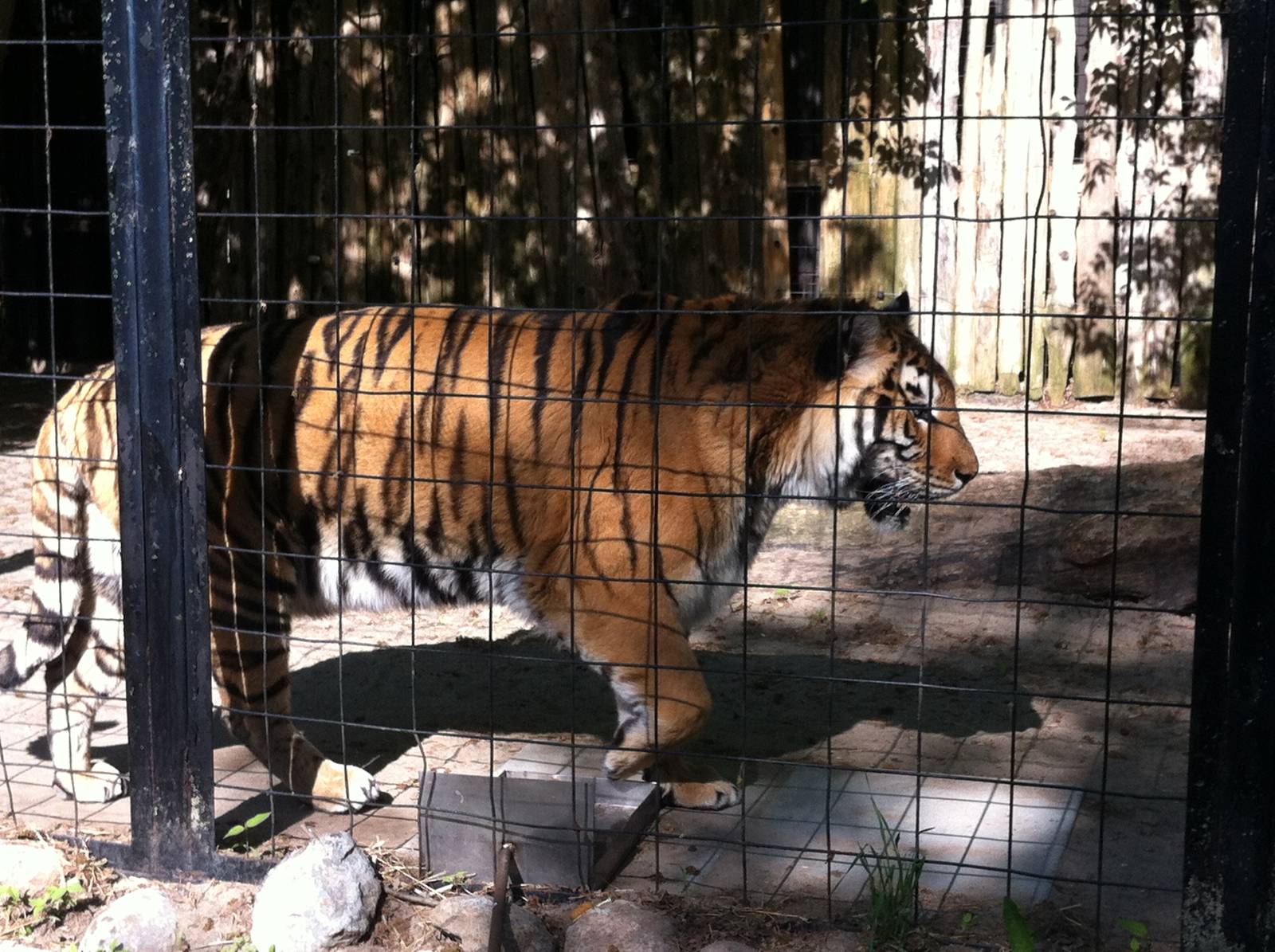 Bowmanville zoo-May 2015