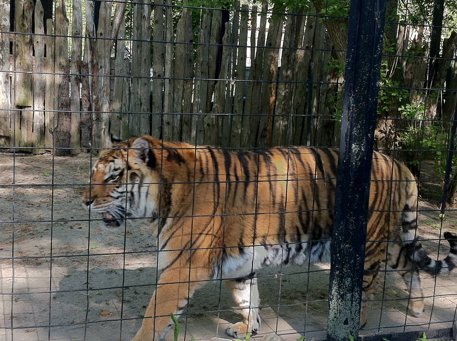 Bowmanville zoo-May 2015