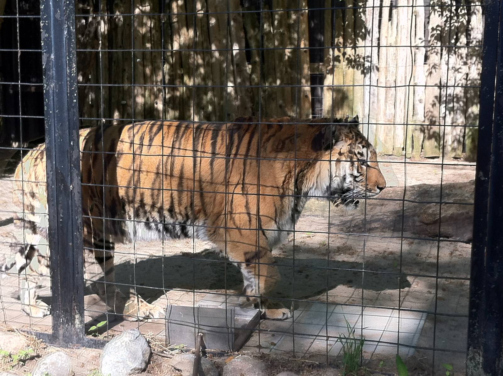 Bowmanville zoo-May 2015