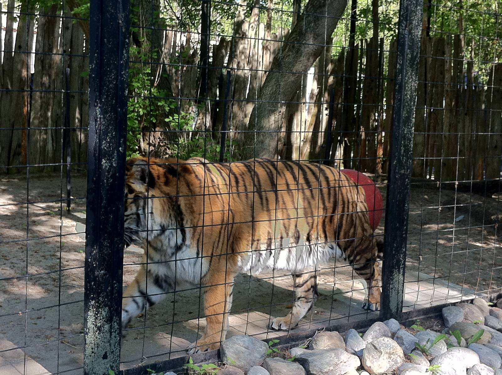 Bowmanville zoo-May 2015