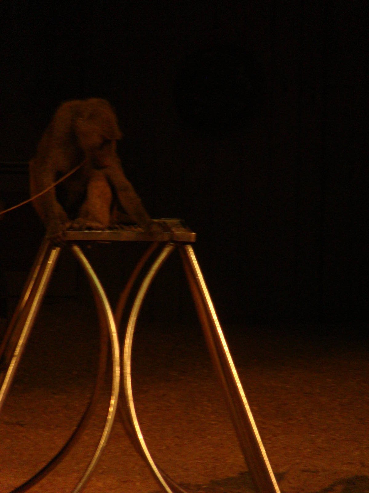 Bowmanville zoo-May 2015