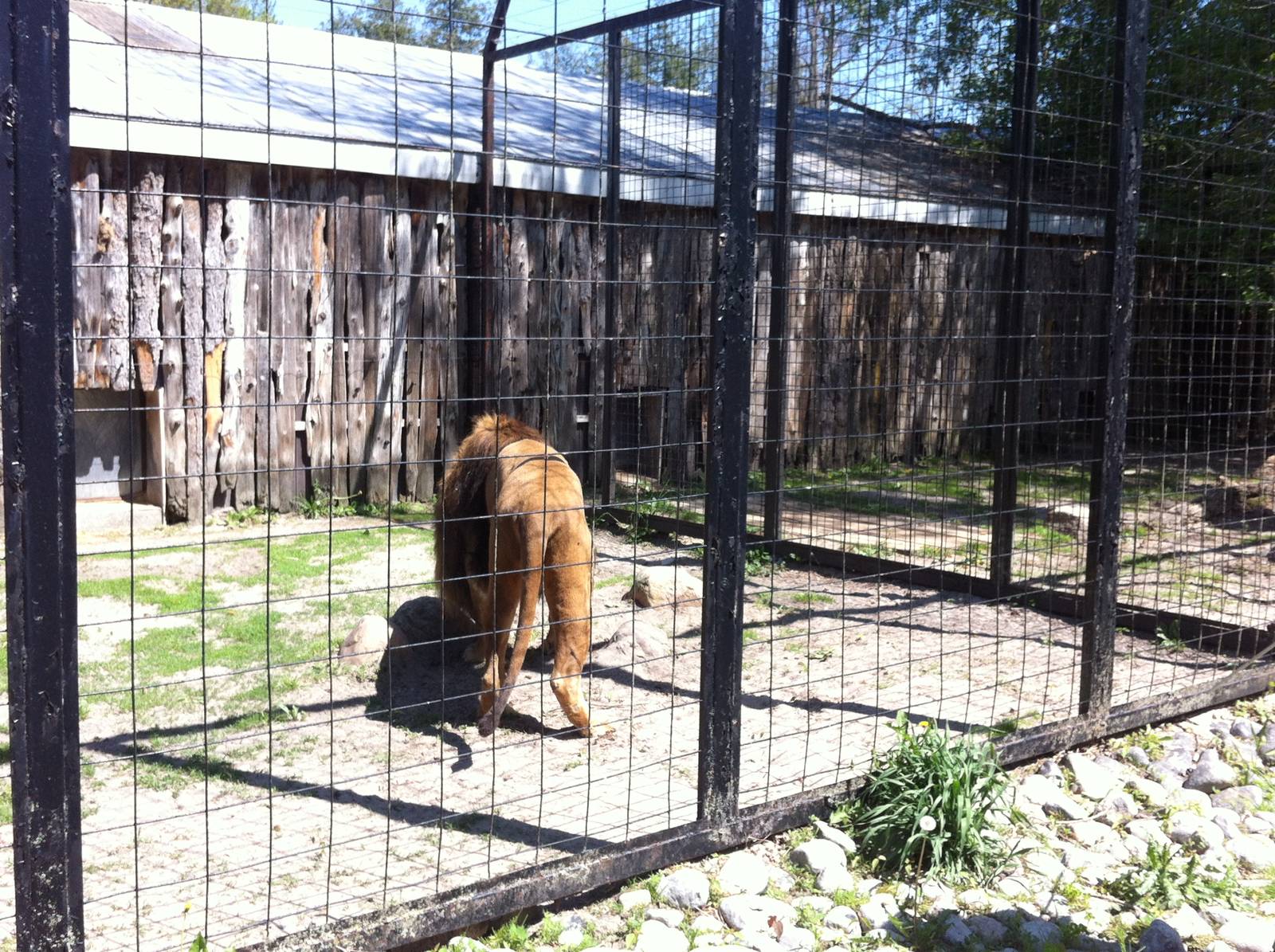 Bowmanville zoo-May 2015