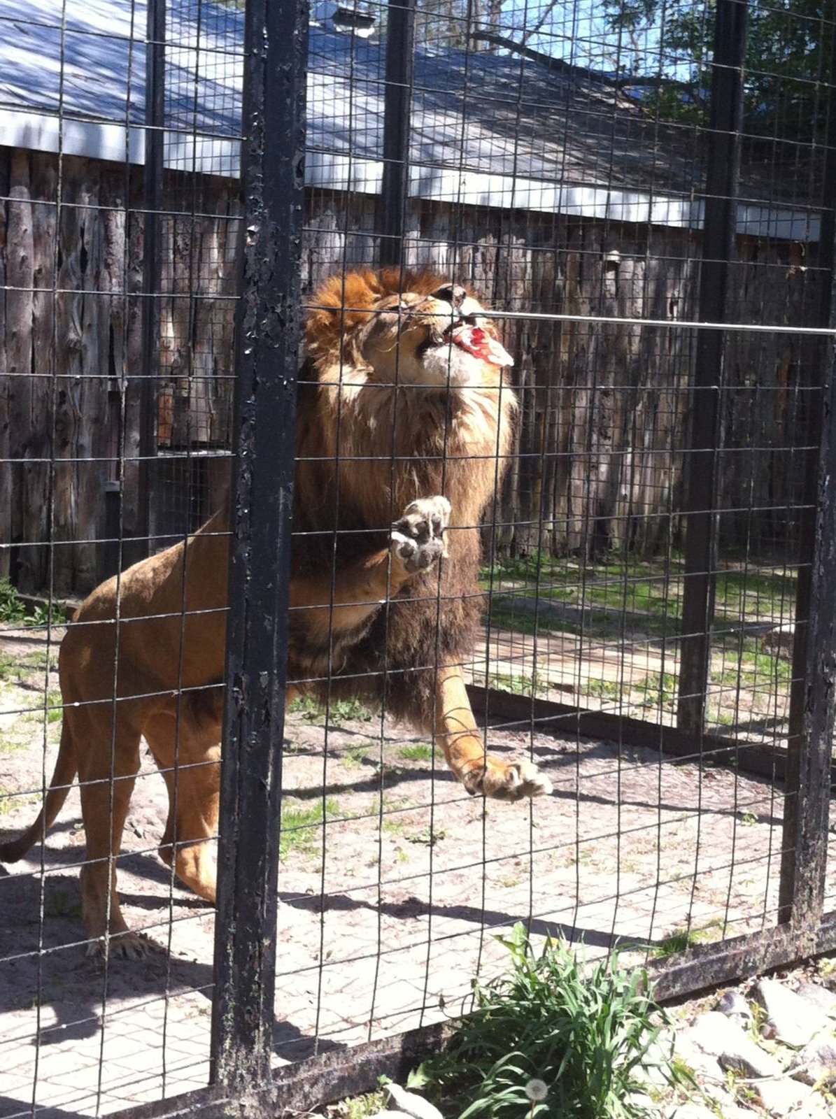 Bowmanville zoo-May 2015