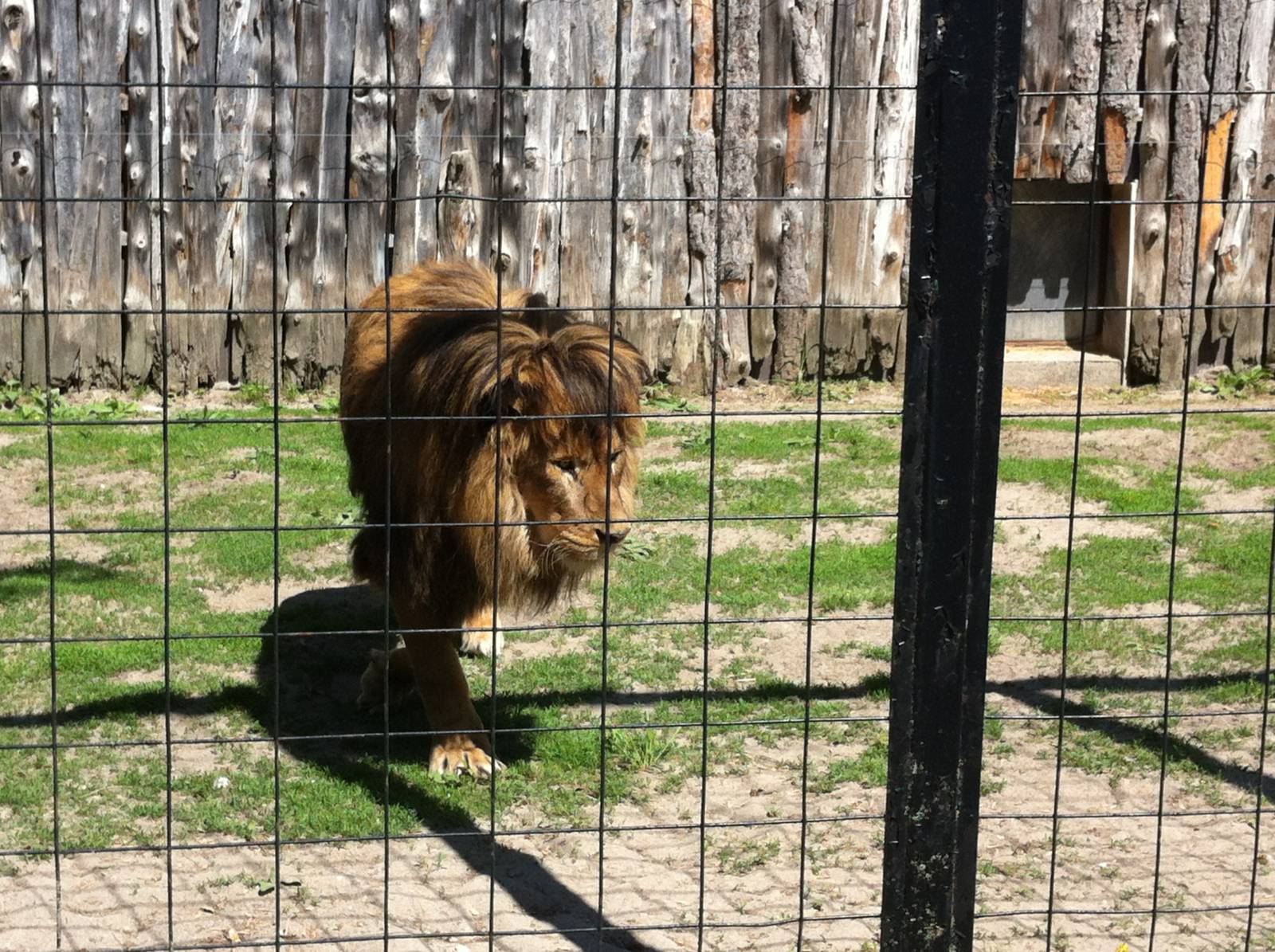 Bowmanville zoo-May 2015