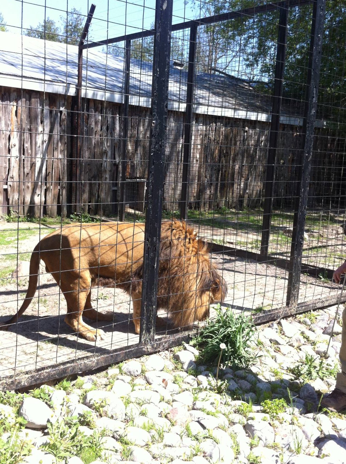 Bowmanville zoo-May 2015