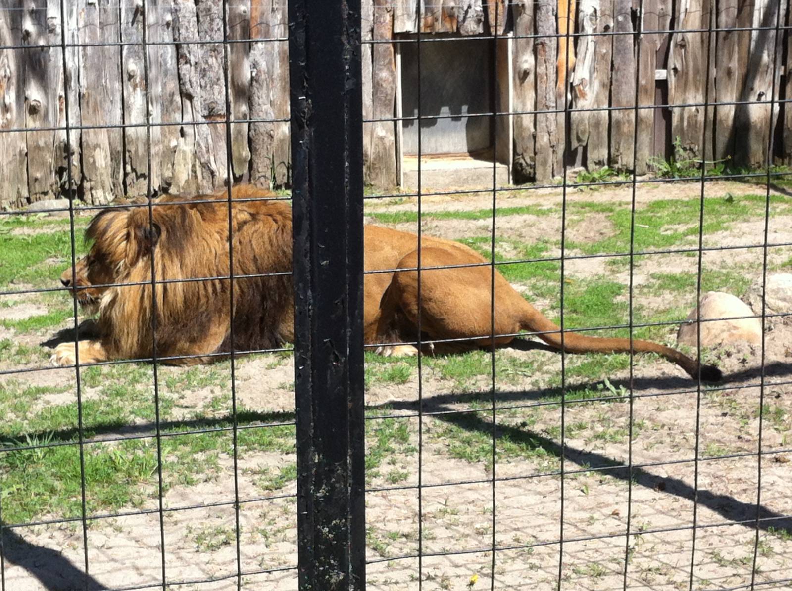 Bowmanville zoo-May 2015