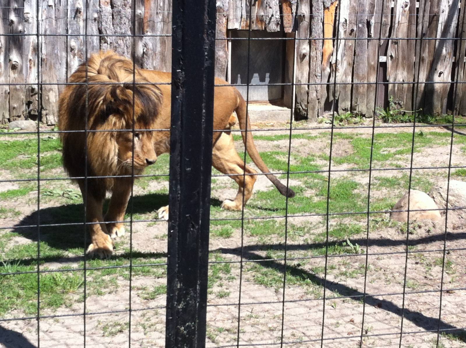 Bowmanville zoo-May 2015