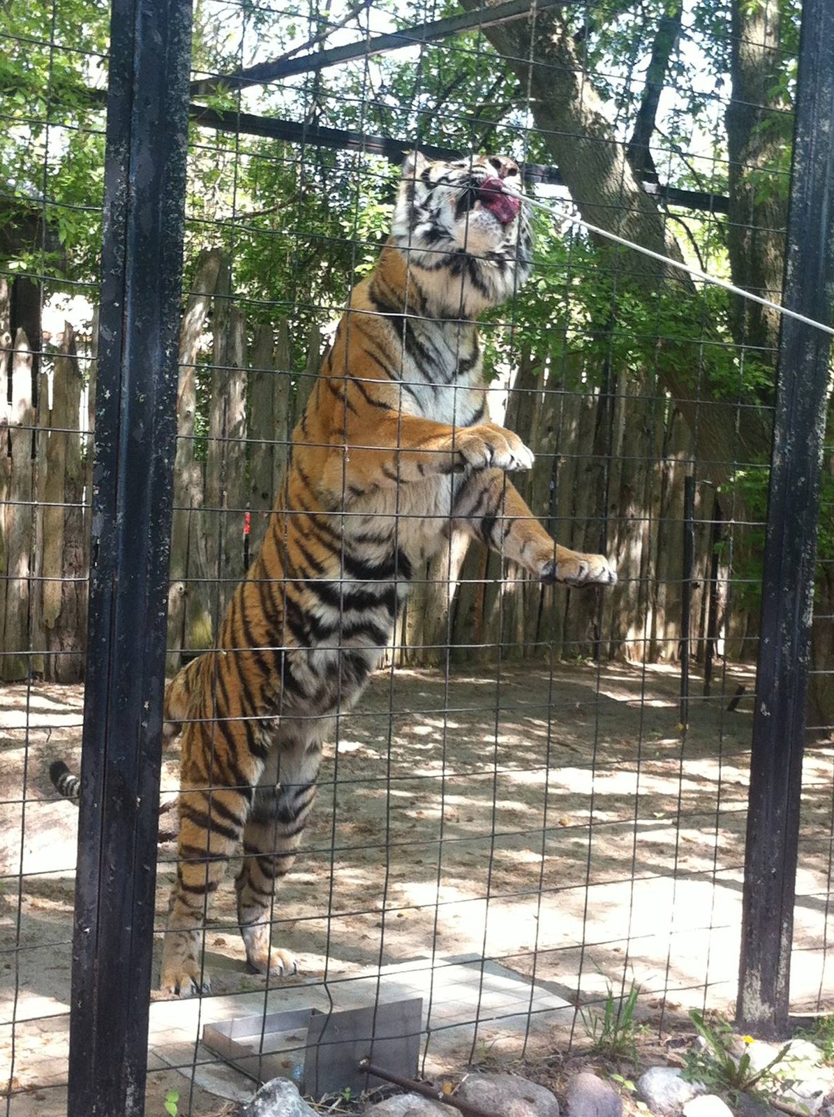 Bowmanville zoo-May 2015