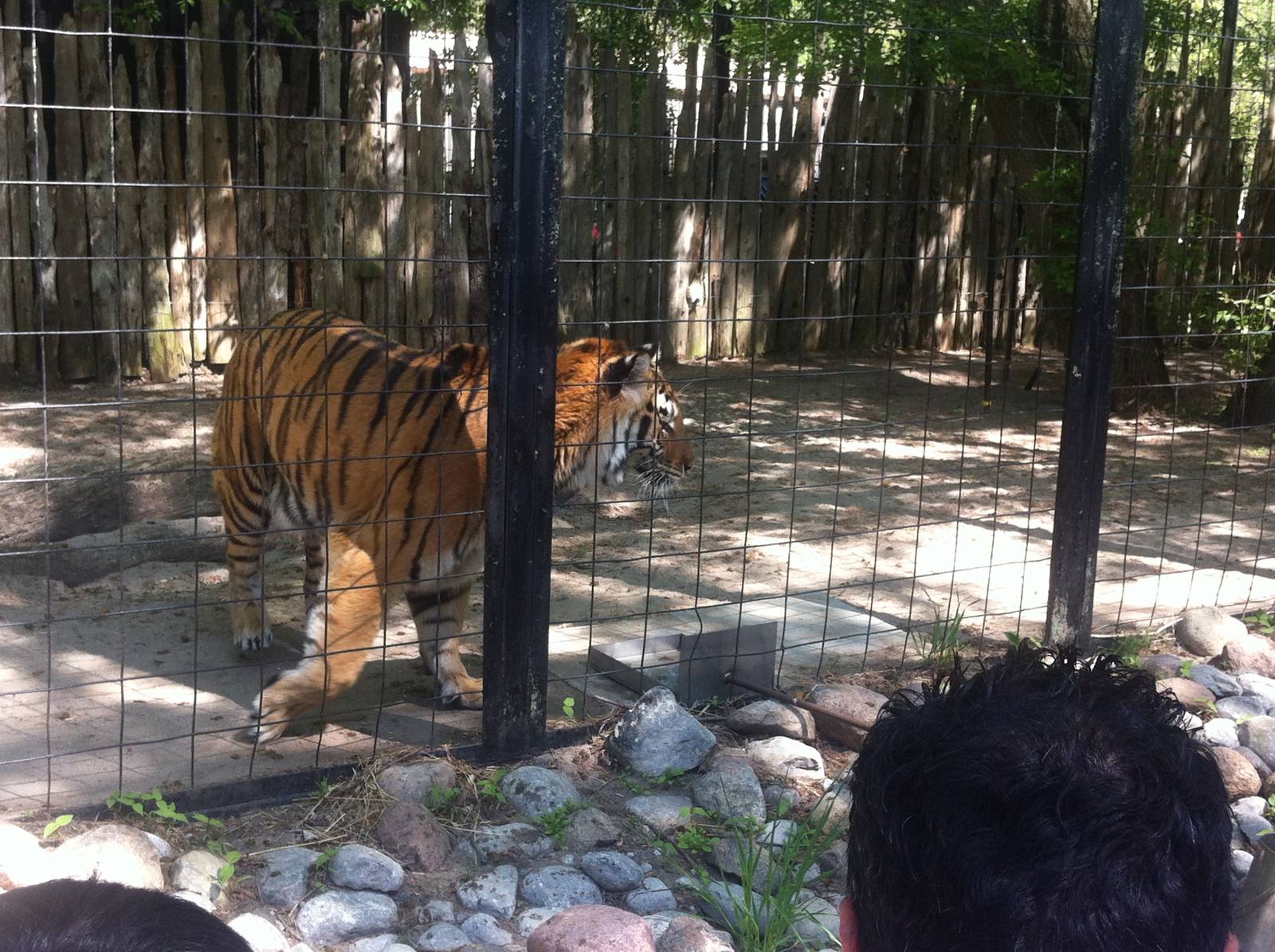 Bowmanville zoo-May 2015