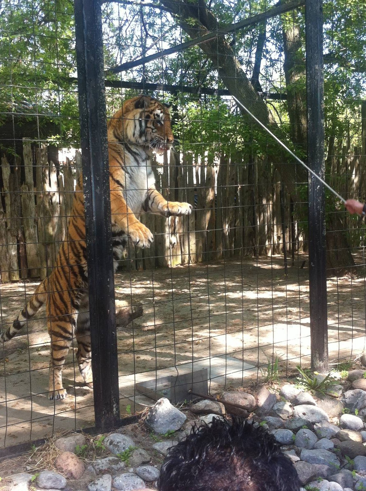 Bowmanville zoo-May 2015
