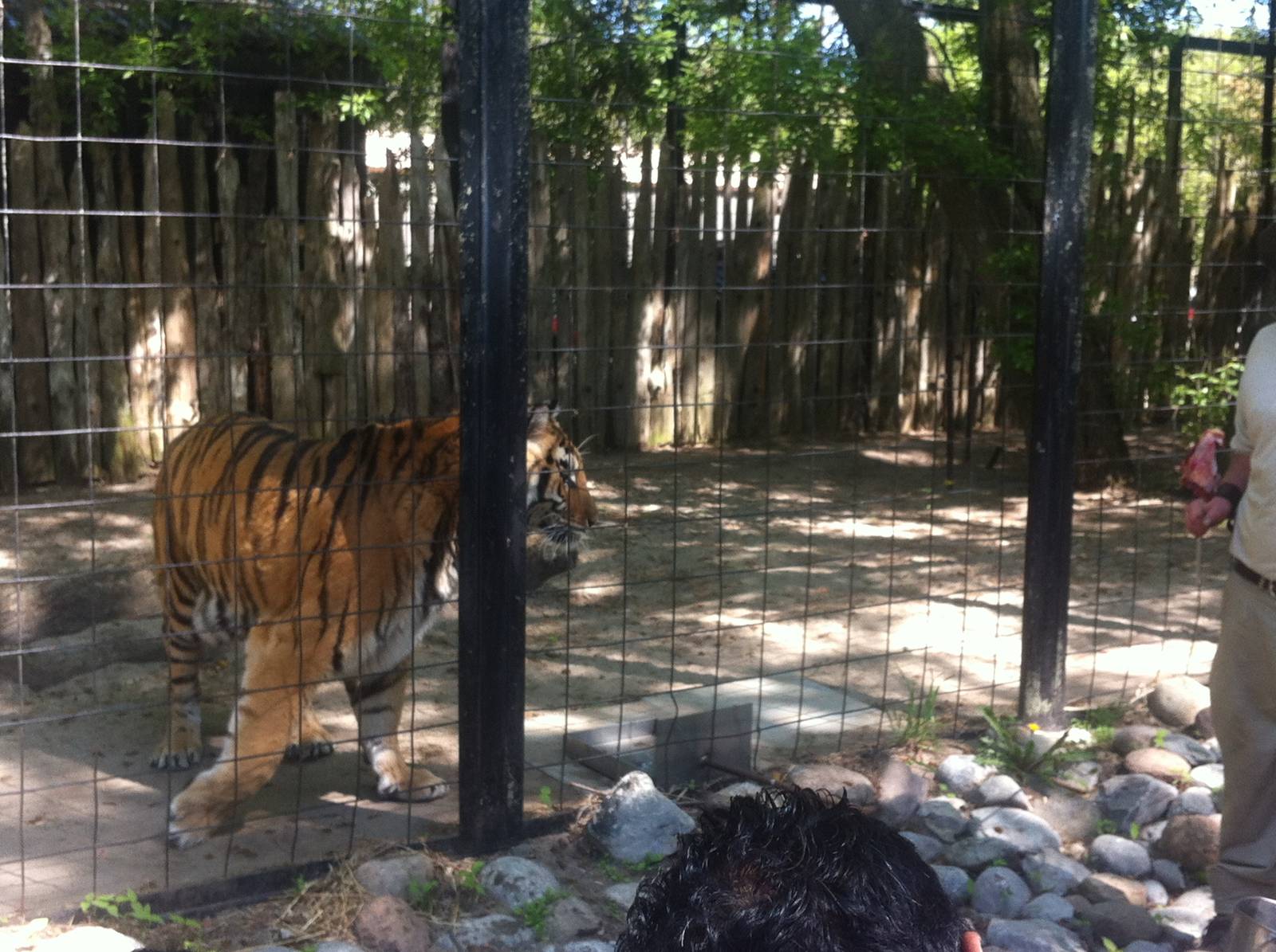 Bowmanville zoo-May 2015