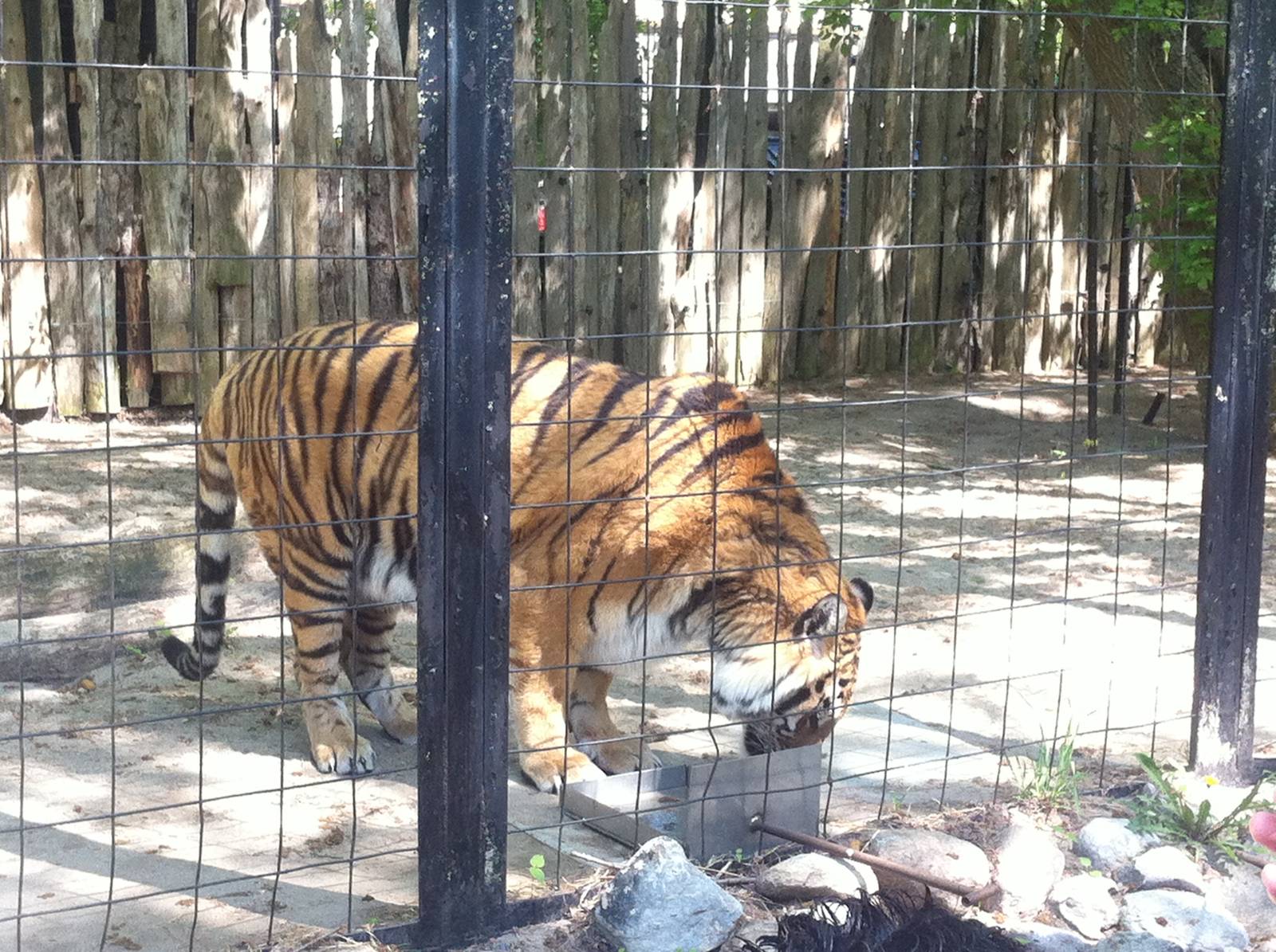 Bowmanville zoo-May 2015