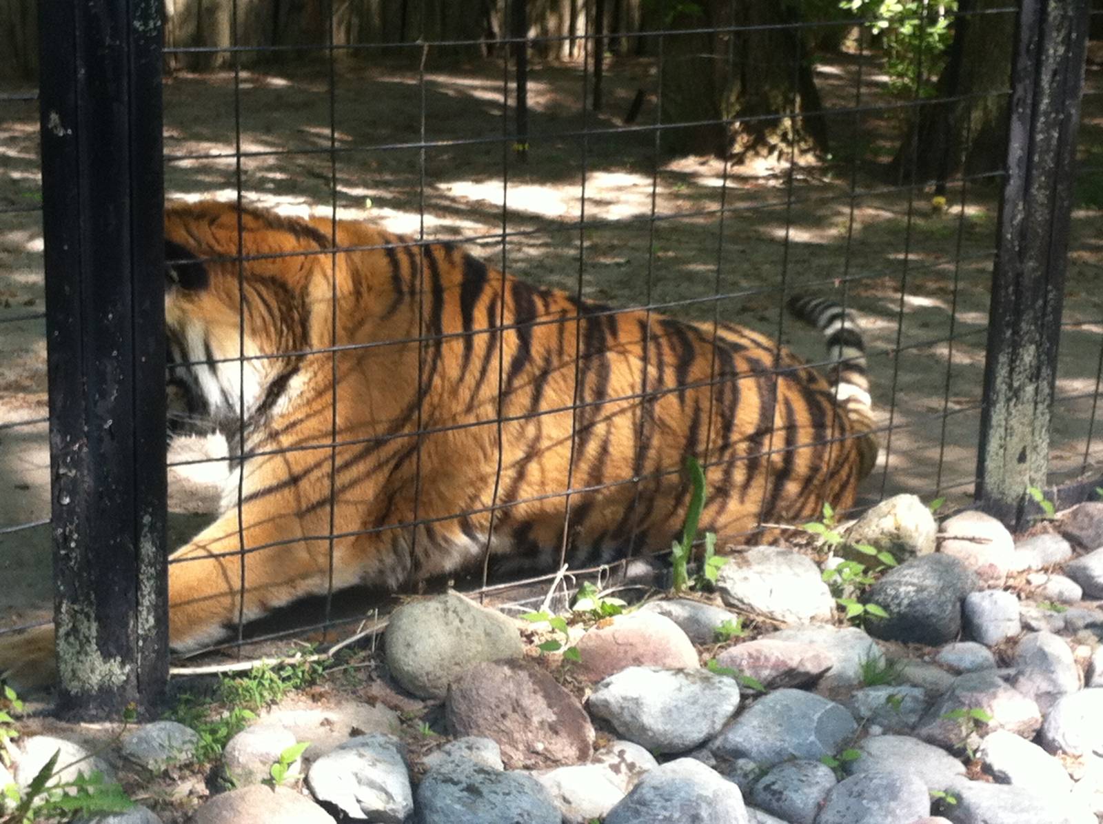 Bowmanville zoo-May 2015