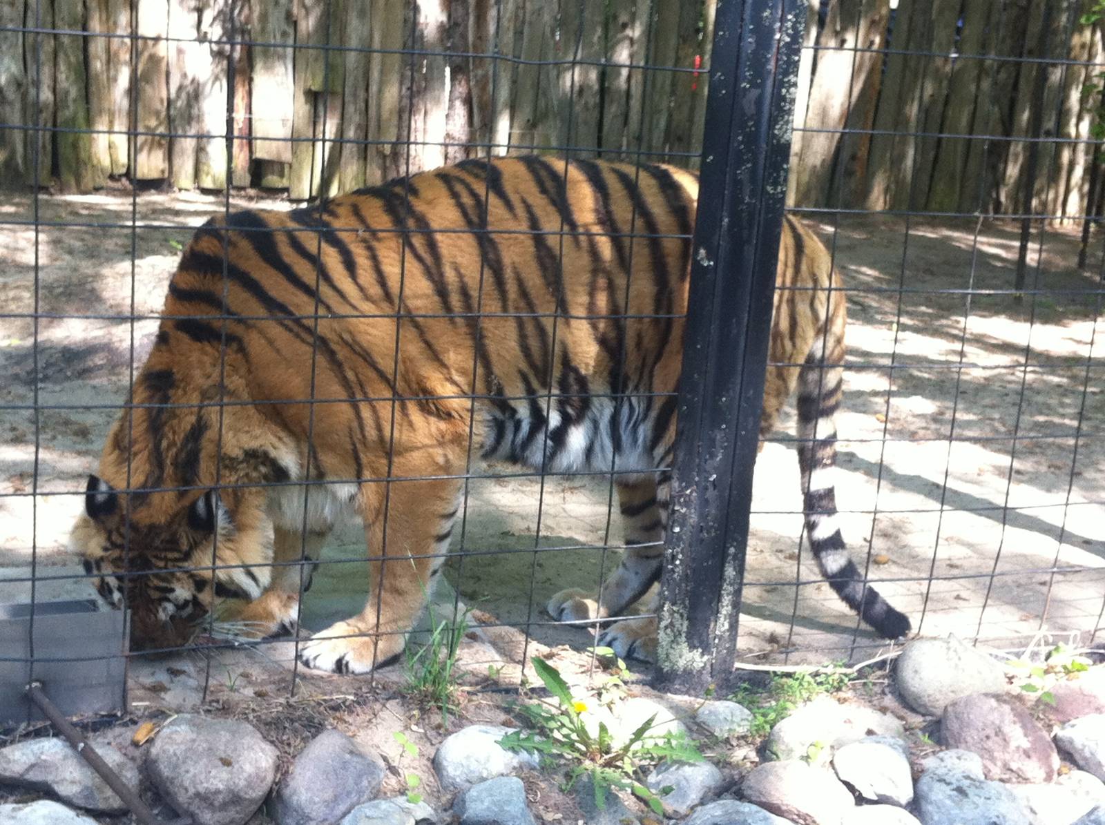 Bowmanville zoo-May 2015