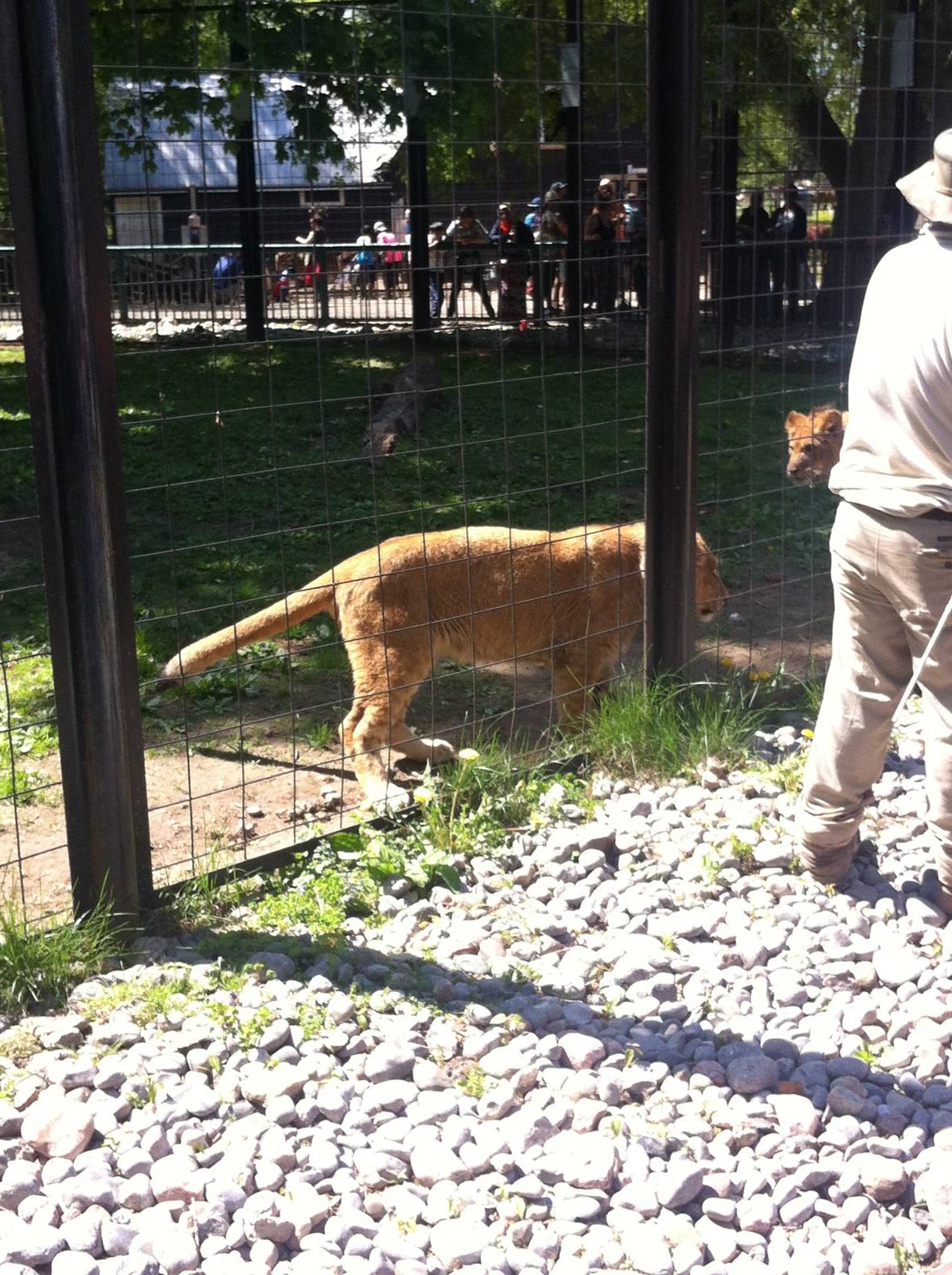 Bowmanville zoo-May 2015