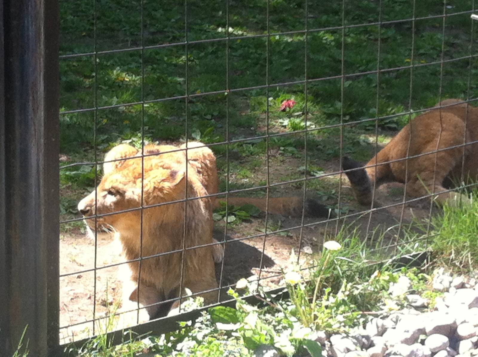 Bowmanville zoo-May 2015