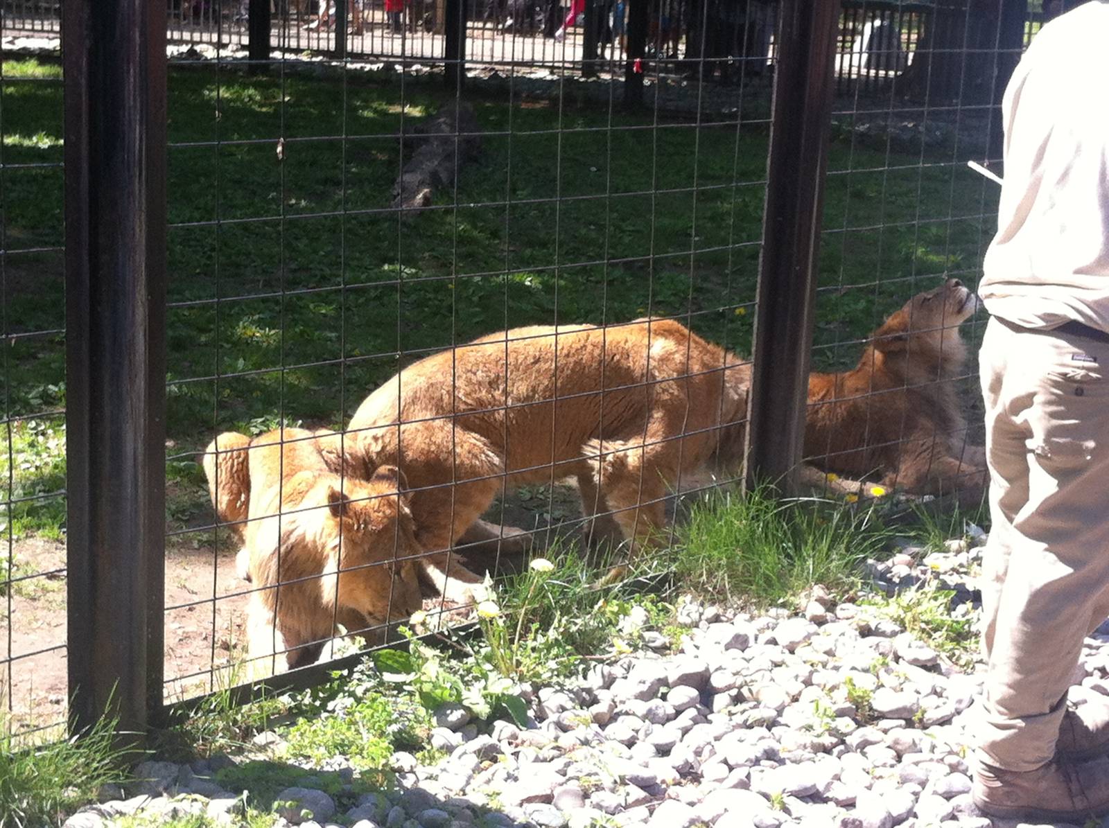 Bowmanville zoo-May 2015