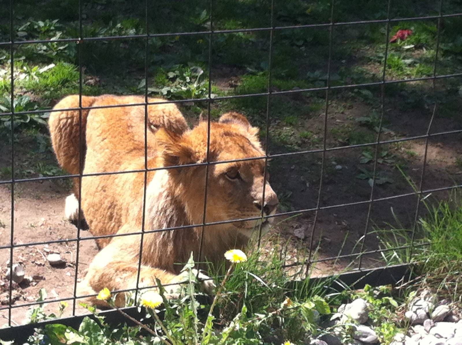 Bowmanville zoo-May 2015