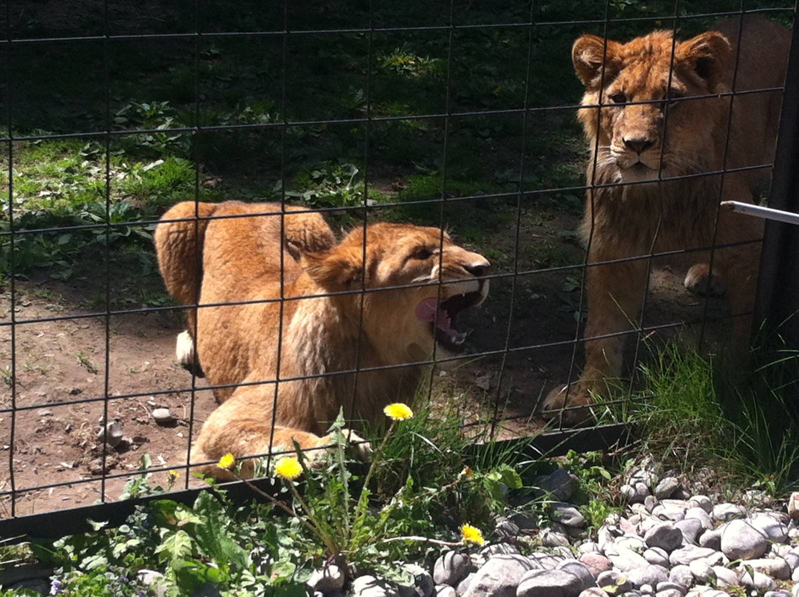 Bowmanville zoo-May 2015