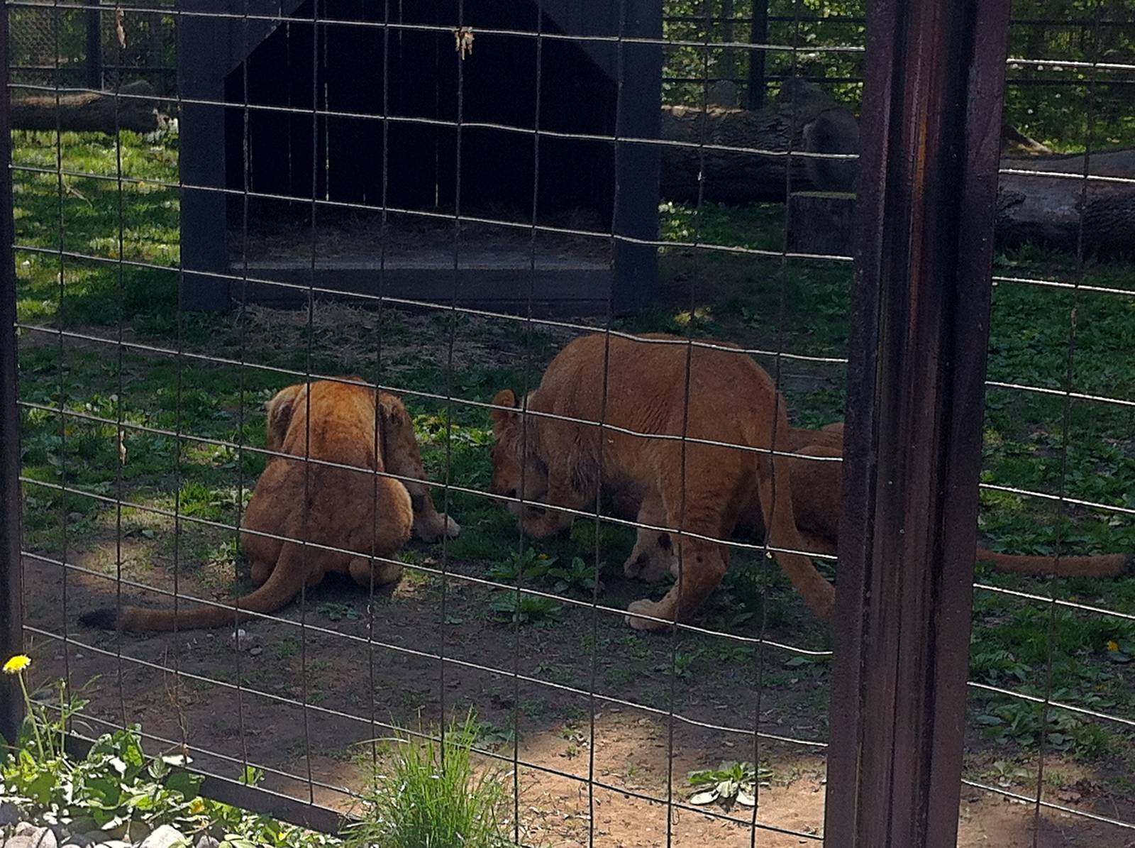 Bowmanville zoo-May 2015