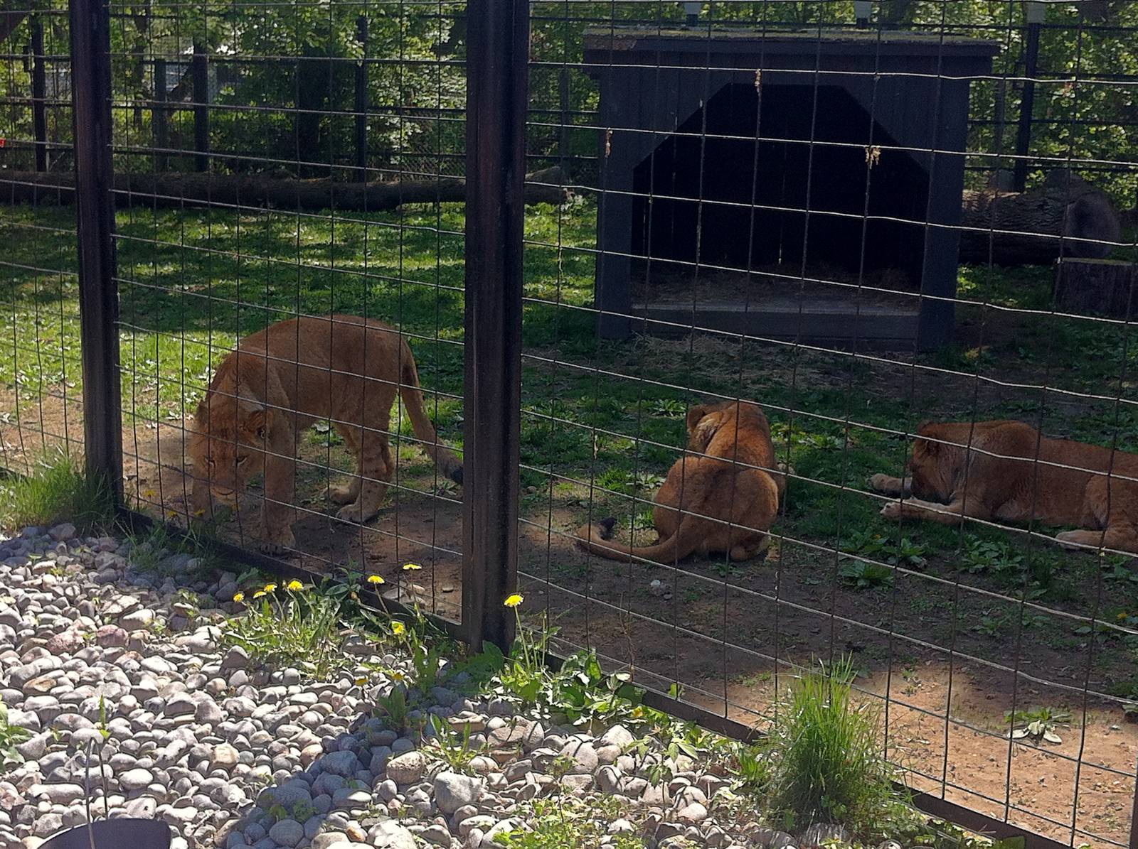 Bowmanville zoo-May 2015