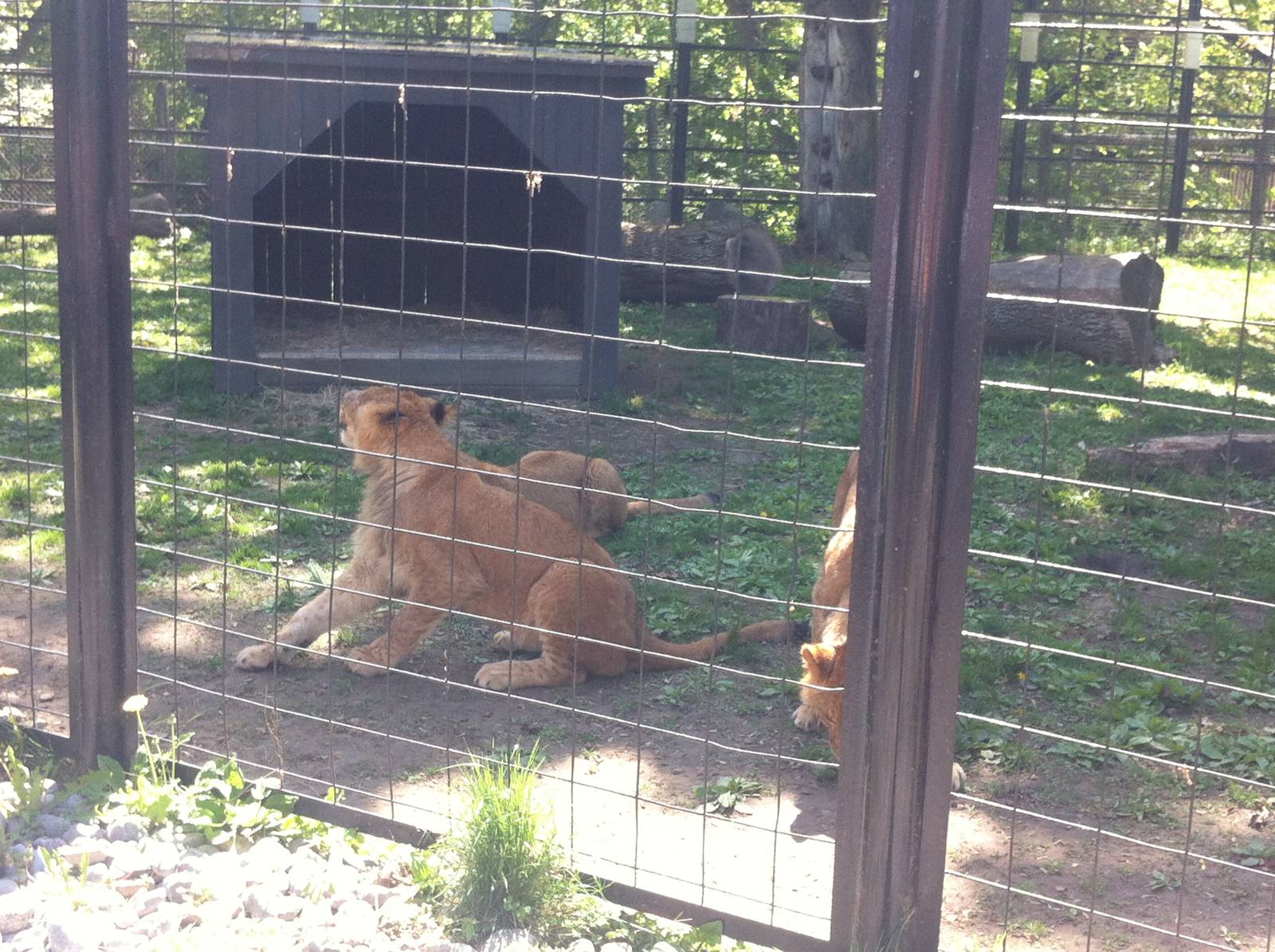 Bowmanville zoo-May 2015