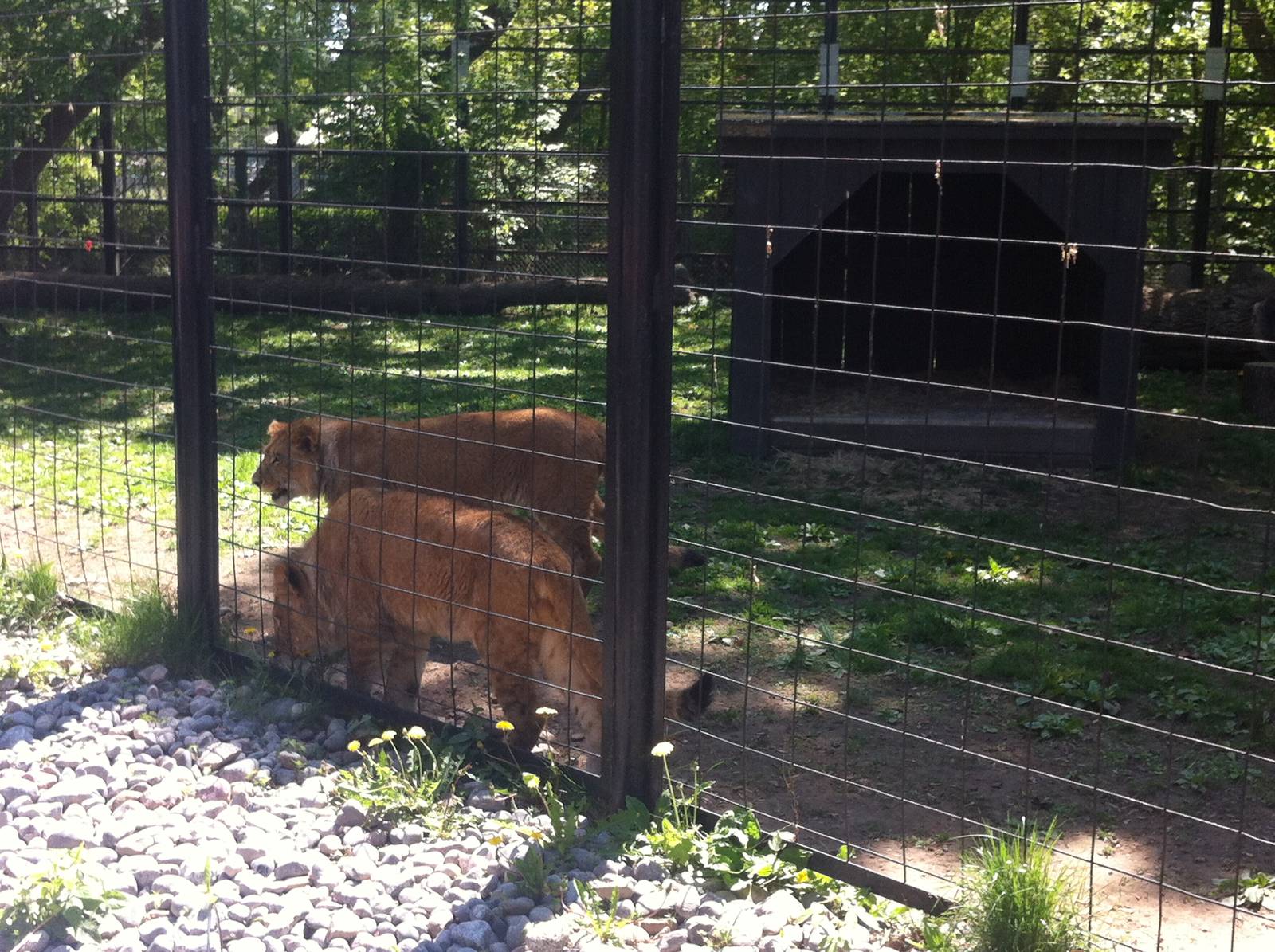 Bowmanville zoo-May 2015