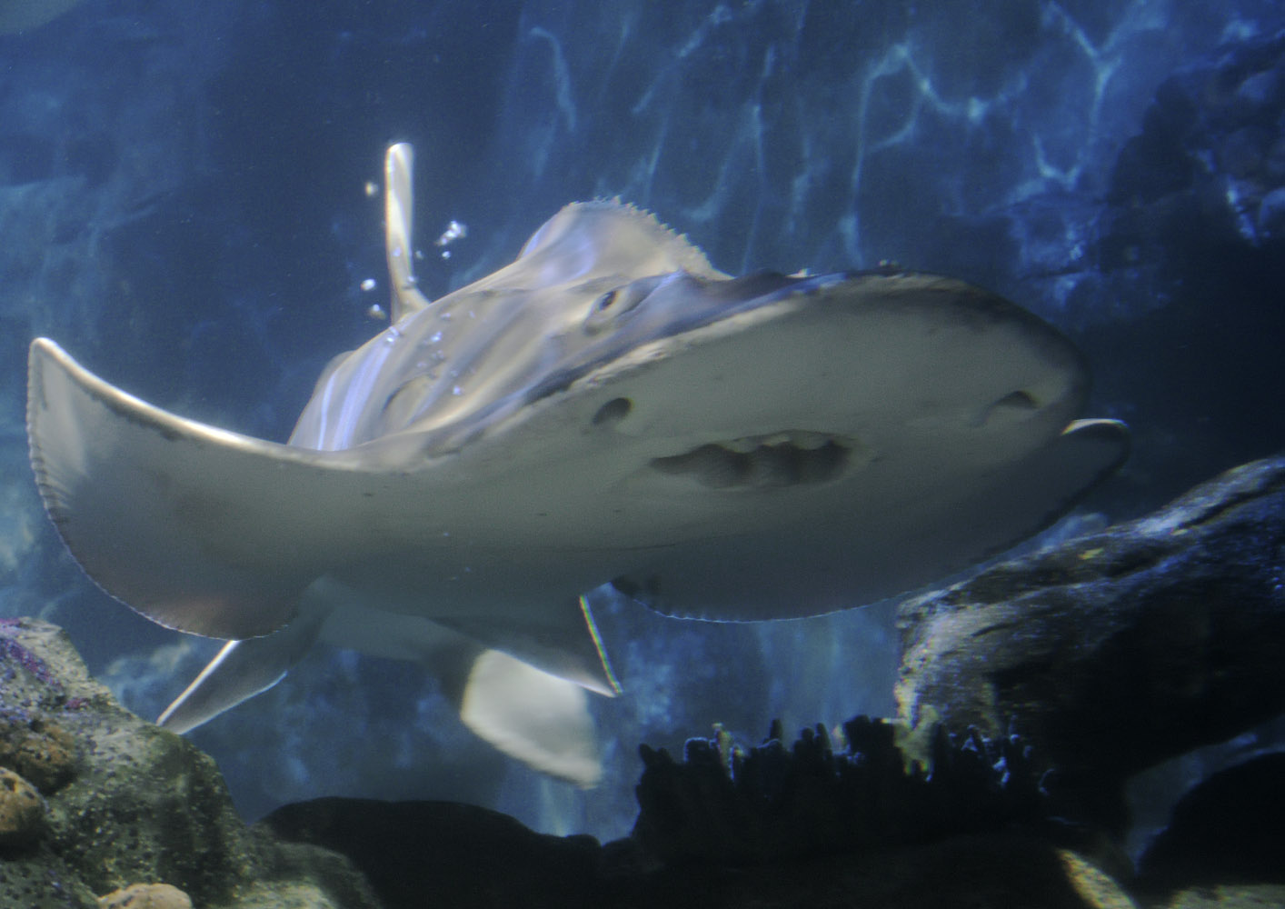 Bowmouth guitarfish arriving