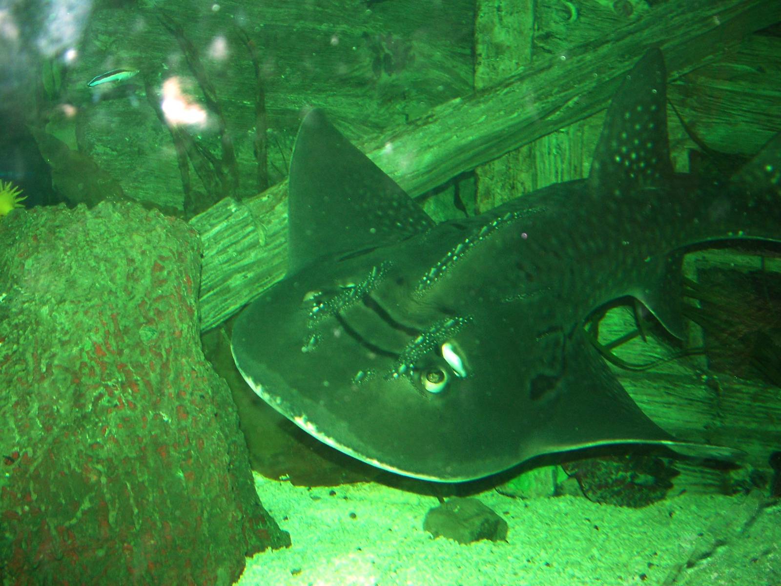 Bowmouth Guitarfish at Blackpool SeaLife Centre 27/03/10