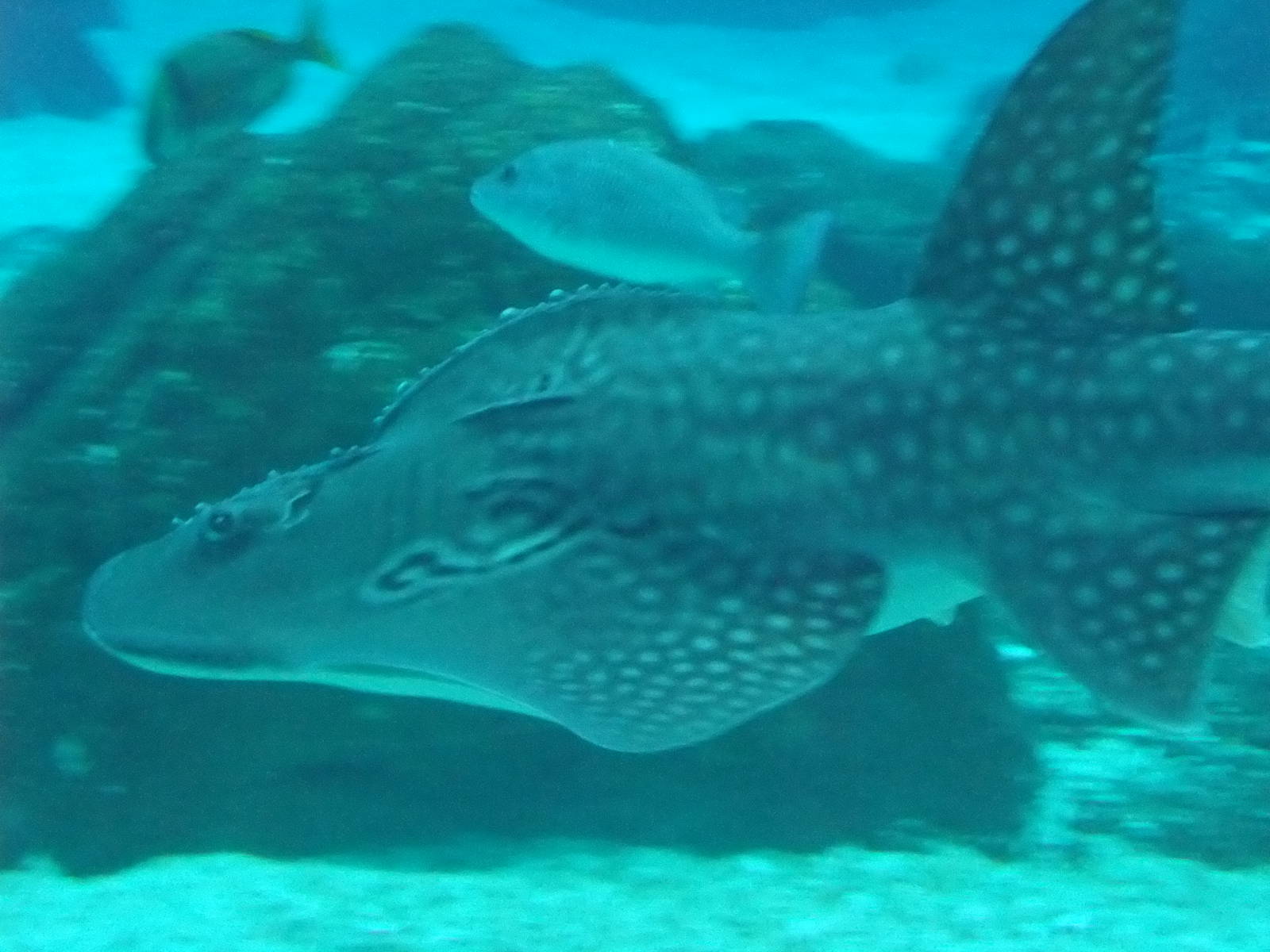Bowmouth Guitarfish at Lisbon Oceanarium, 25/05/11