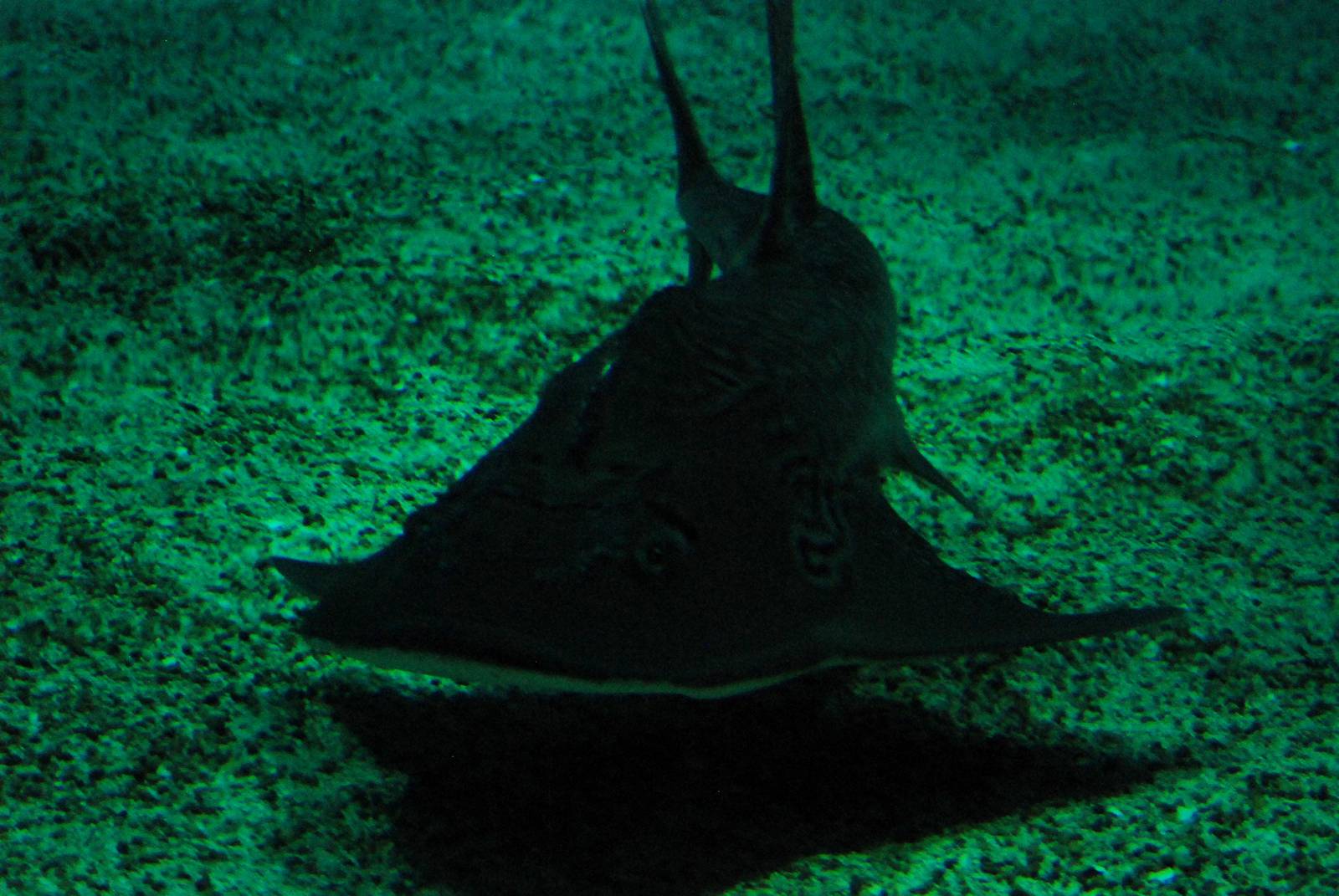 Bowmouth Guitarfish at Lisbon Oceanarium, 25/05/11