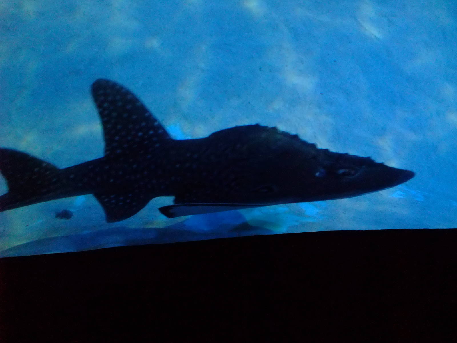 Bowmouth Guitarfish at SLC London, 17/11/11