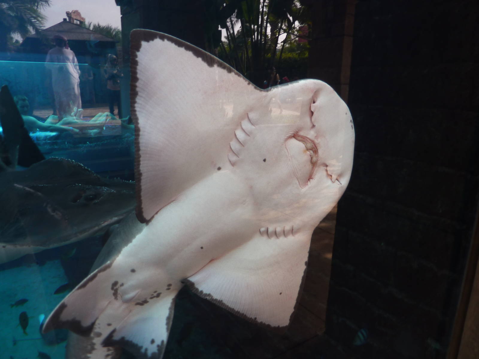 Bowmouth guitarfish in Aquaventure tank