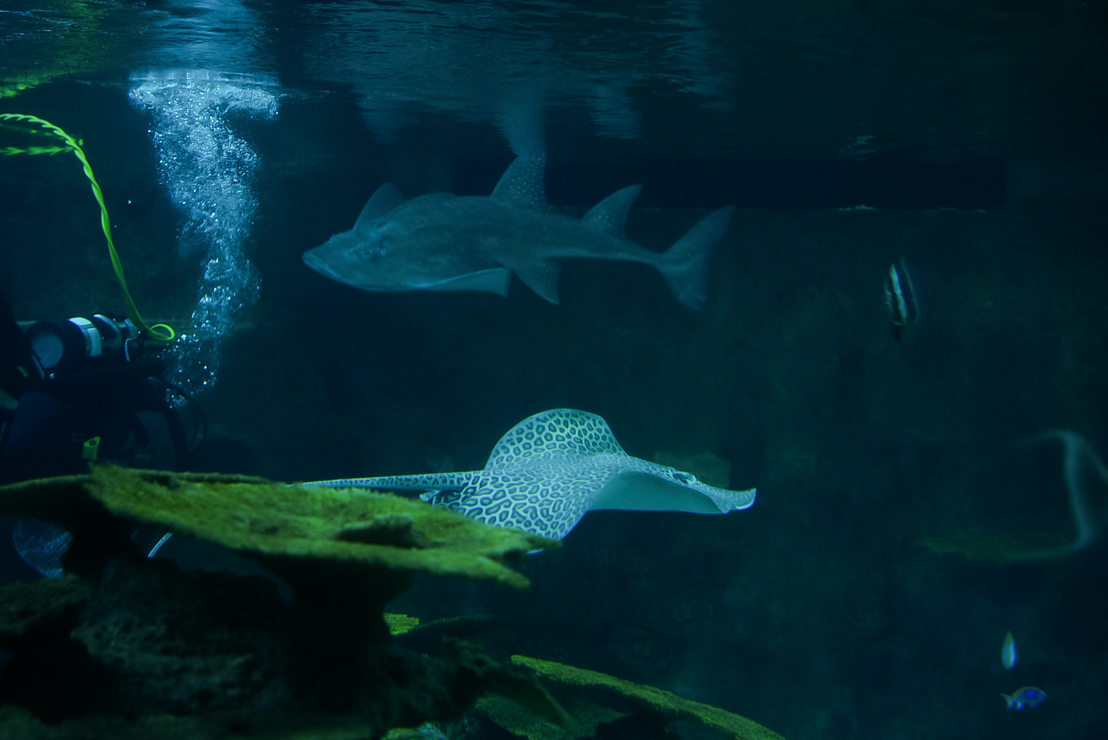 Bowmouth Guitarfish & Leopard Whipray