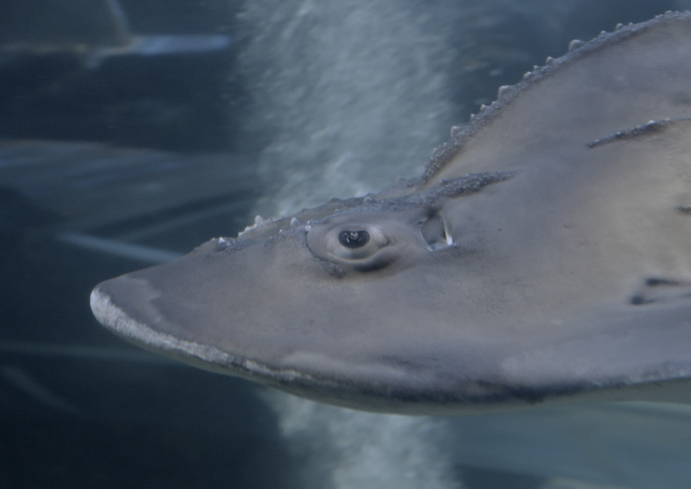 Bowmouth guitarfish passing by