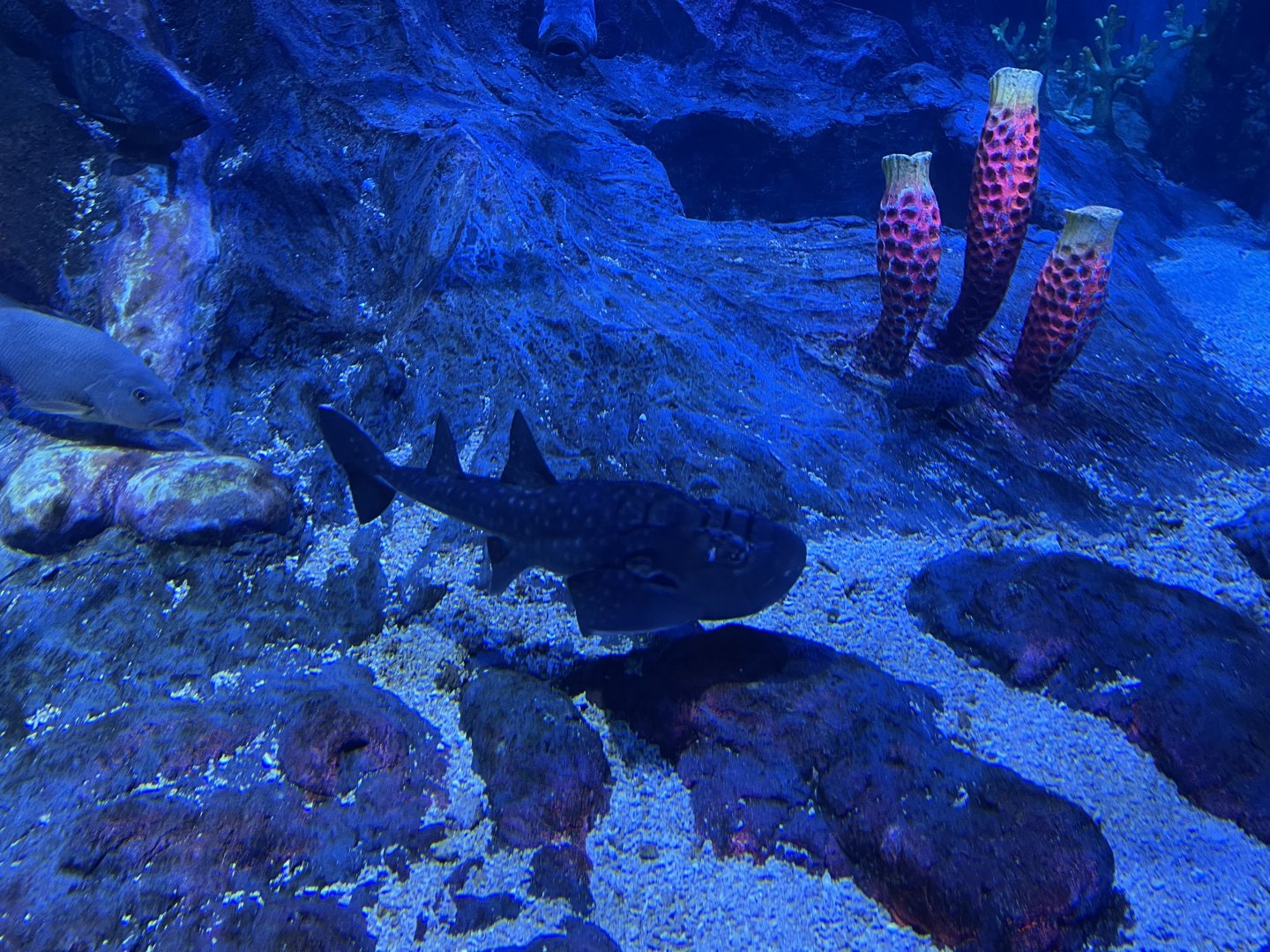 bowmouth guitarfish (rhina ancylostoma) - BX Sea