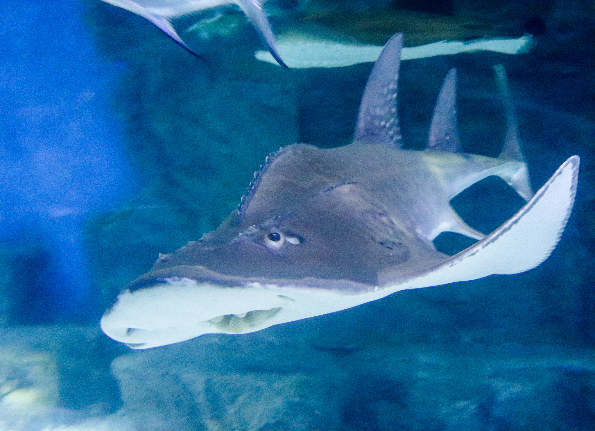 Bowmouth Guitarfish (Rhina ancylostoma) - December 2018