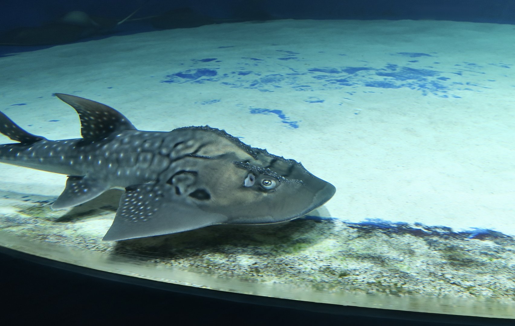 Bowmouth Guitarfish (Rhina ancylostoma) - Xpark