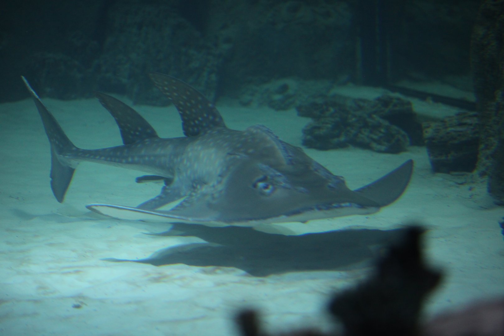 Bowmouth guitarfish (Rhina ancylostoma)