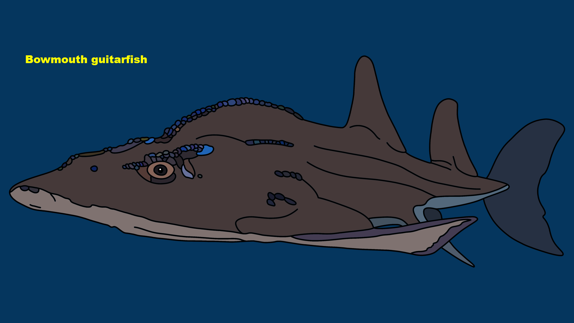 Bowmouth guitarfish (Rhina ancylostoma)