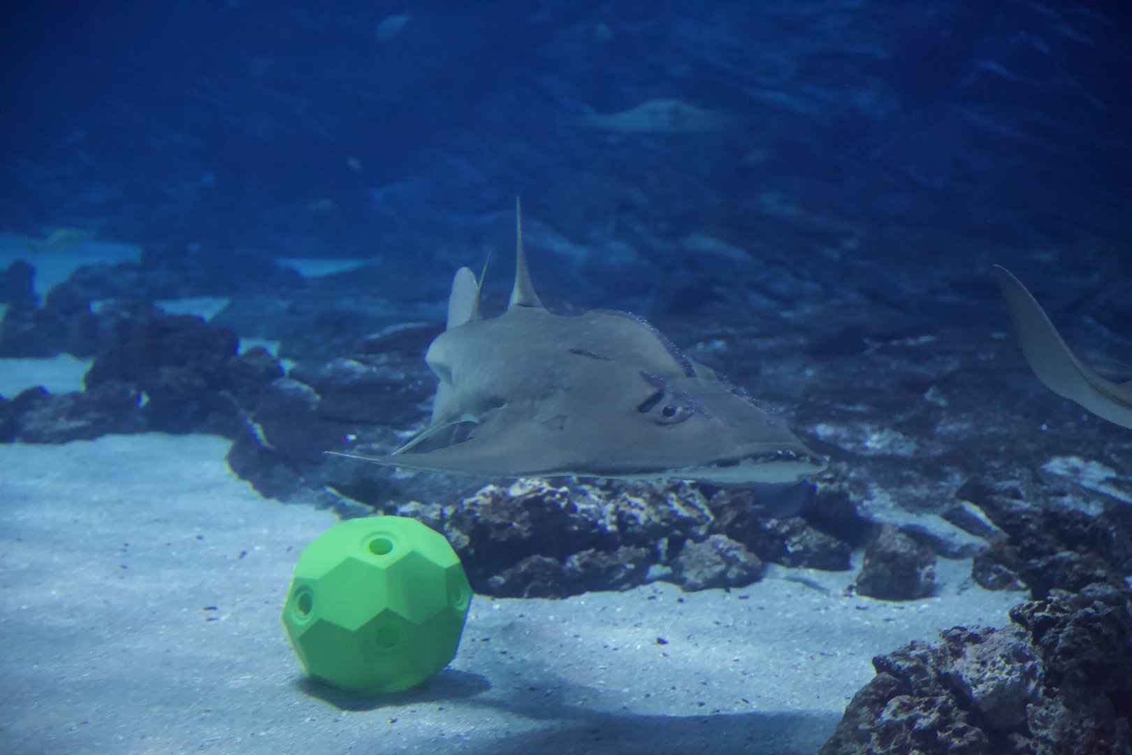 Bowmouth Guitarfish/ Rhina ancylostoma