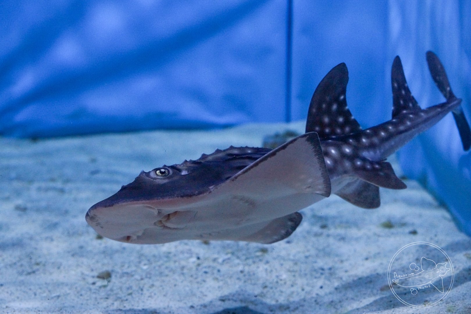 Bowmouth Guitarfish (Rhina ancylostoma)