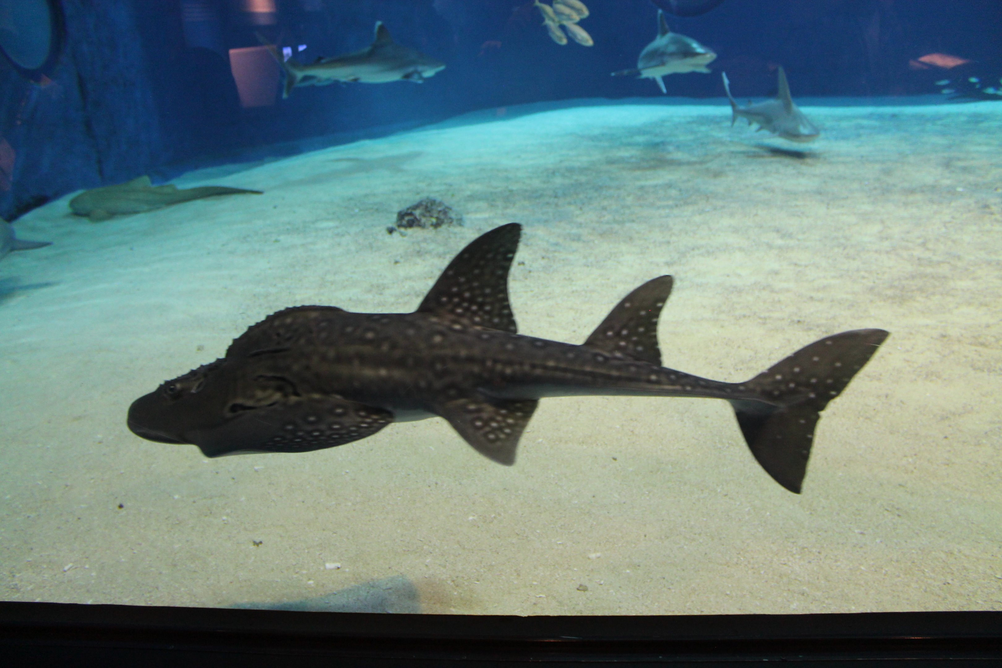 Bowmouth Guitarfish (Rhina ancylostoma)