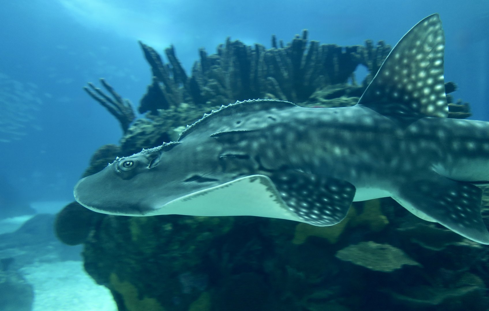 Bowmouth Guitarfish (Rhina ancylostoma)