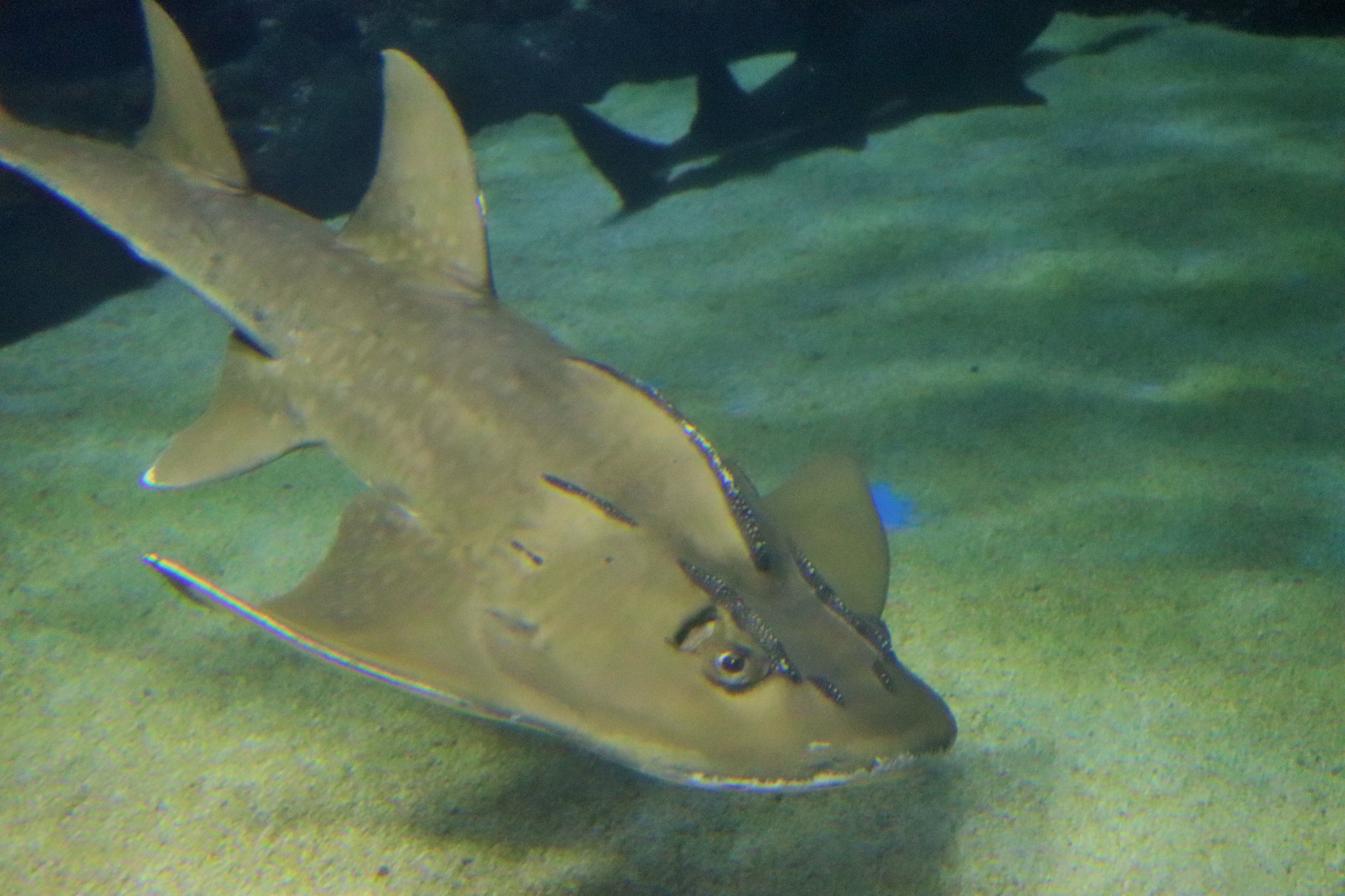 Bowmouth Guitarfish (Rhina ancylostomus)