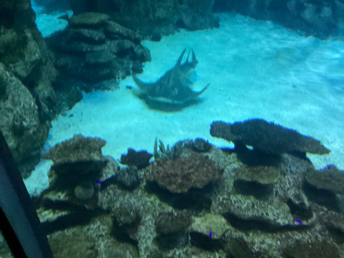 Bowmouth Guitarfish - Seen December 20th 2024