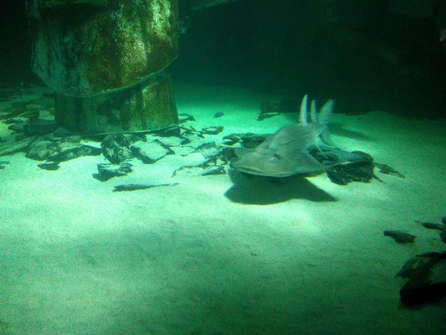 bowmouth guitarfish, shark ray（Rhina ancylostoma）