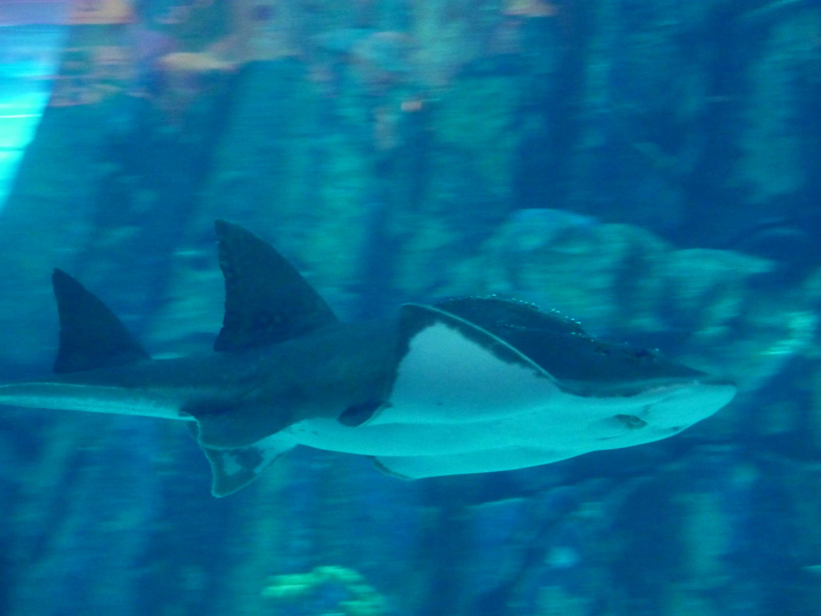 Bowmouth guitarfish