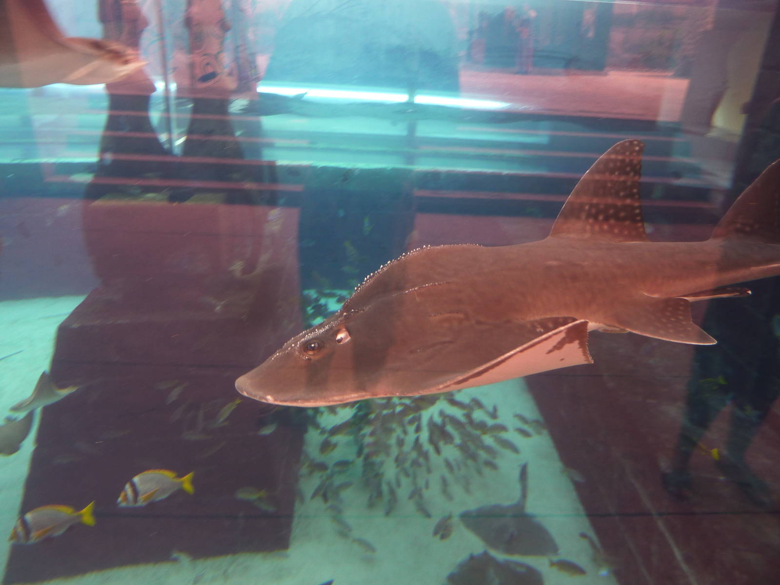 Bowmouth guitarfish