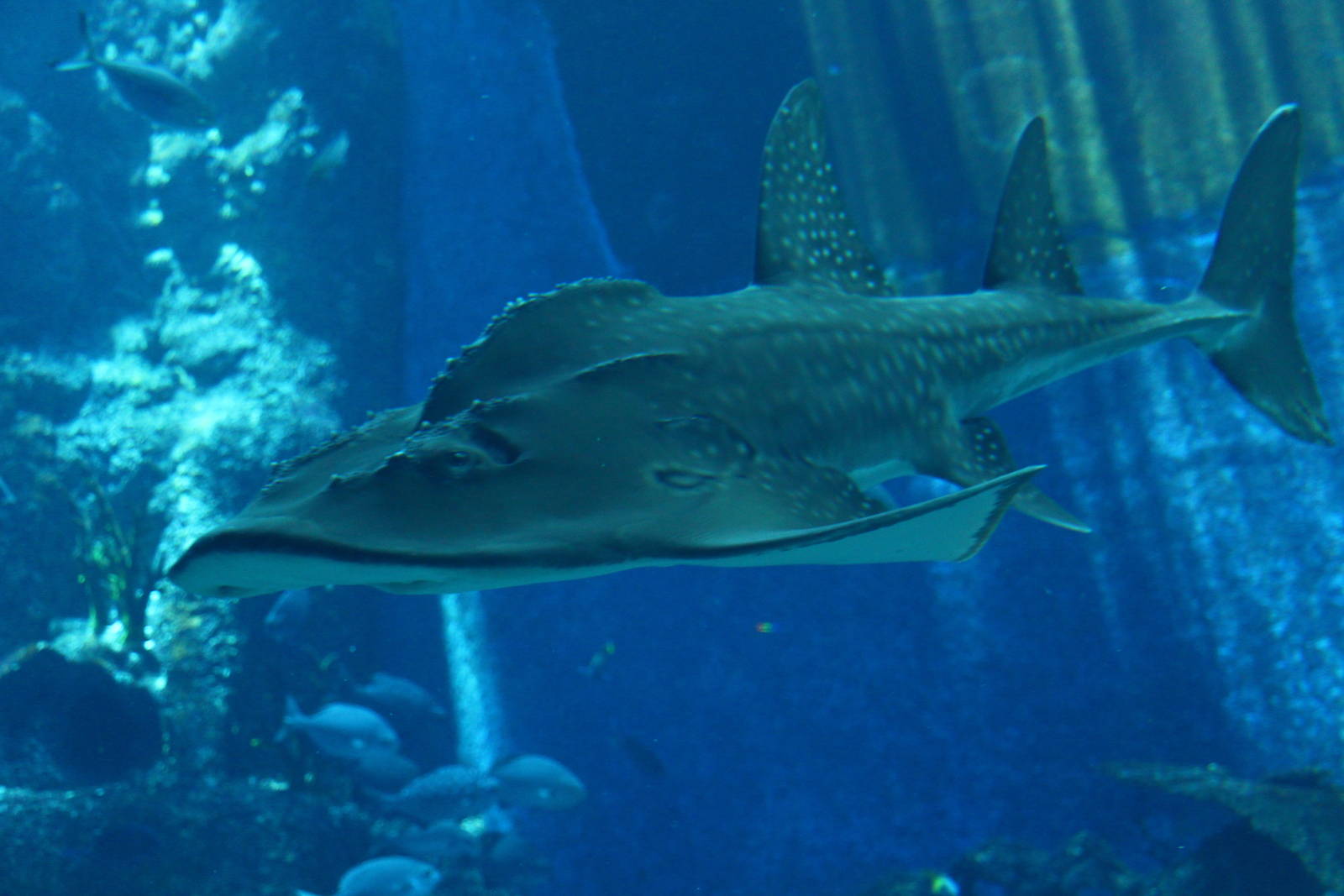 Bowmouth Guitarfish